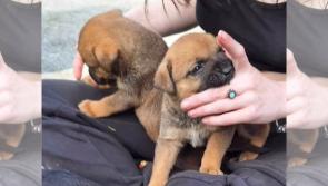 Mayo SPCA rescue eleven puppies abandoned in Castlebar