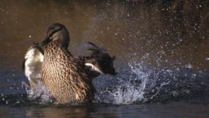 NATURE: Puckish duck scuppers an evening&rsquo;s fishing on Lough Carra