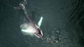 ENTERTAINMENT:  TG4 doc highlighting Mayo’s whaling past airs tonight   