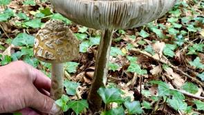 NATURE:  A free feast or a heavy price?