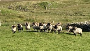 Connemara to stage country’s largest single breed two-day sheep sale
