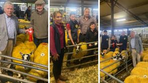 PICTURES: Mayo Mule Lanark Sheep Group