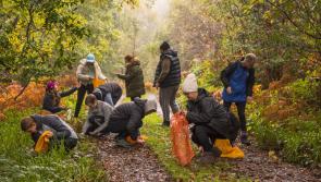 Mayo communities urged to help National Acorn Gathering initiative