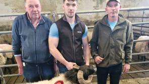 Record price paid for Mayo bred ram