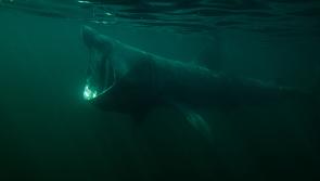 Mayo musicians to present show remembering Achill shark industry