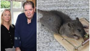 Inside Irish family's home 'under attack' from rats the size of cats amid warning