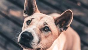 Mayo County Council issue advice on keeping your dog safe this Halloween