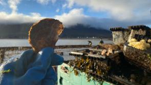 Mayo oyster company hosts marine ecosystems initiative