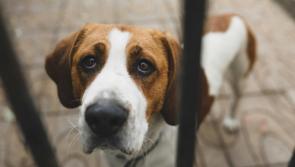 VET’S VIEW:  Please, please, think before you get a pet this Christmas