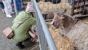 Christmas market and live crib at Turlough Park