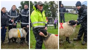 PHOTOS: Sheep Festival in Mayo town