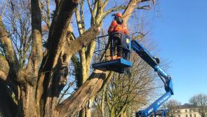 Historic Mall trees felled in Mayo county town