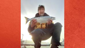 Epic journey for salmon returning to Mayo river