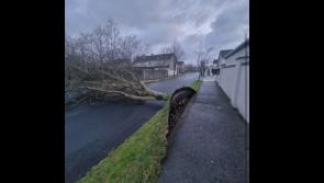 ALERT: Motorists warned of fallen trees and blocked roads as Storm &Eacute;owyn wreaks havoc