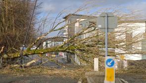 Government has abandoned Mayo businesses in wake of Storm Éowyn – Conway-Walsh
