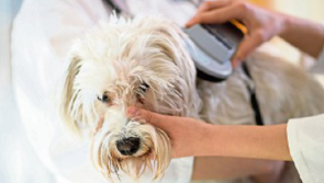 Get into good pet-ownership habits in 2025