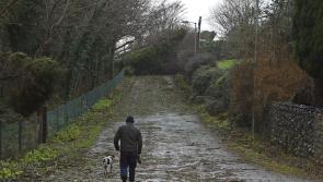 OPINION: In defence of our linear roadside forest