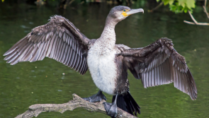 NATURE: Cormorants remain plentiful on Mayo’s inland waters