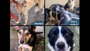 PICTURES: Meet these six adorable dogs at Mayo SPCA looking for forever homes