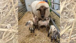 Remarkable Mayo ewe has her twentieth lamb in five years
