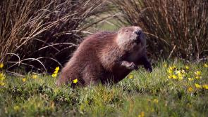 NATURE: Beaver fever brings real benefits