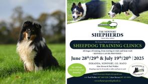Two Mayo based men to run sheepdog training clinics in West Mayo 
