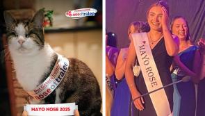 Meet the blind cat crowned Mayo Nose in the &lsquo;Nose of Tralee&rsquo;