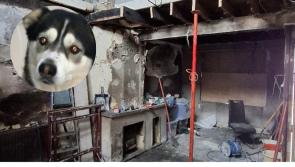 'Horrific'- Family home petrol bombed in 'senseless act' of violence that kills pet dog 