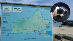 ‘Greeting dog’ of Mayo Island memorialised in moving poem