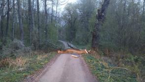 Storm Amy takes effect as multiple trees toppled around county