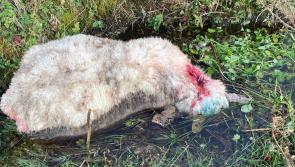 Devastation after sheep mauled by dogs in west Mayo