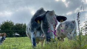 'Early Christmas present' for Mayo farmers as Nitrates Derogation extended 