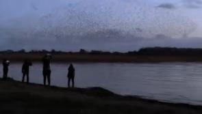 Amazing watch: Starling crowd in Mayo shows unreal formations 