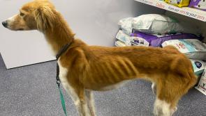 Dog found in horrific condition 'couldn’t understand' kindness