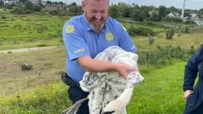 Garda rescues 'injured' swan from busy road