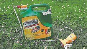 “Spray and kill them off” - urges Mayo councillor