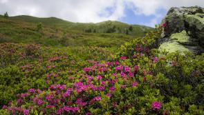 Mayo and Connemara wildlife project clears over 1,000 hectares of rhododendron from bog