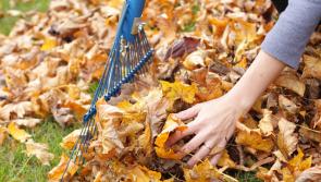 GARDENING Autumn leaves a gardner’s godsend
