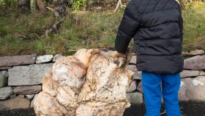 Locals baffled by mysterious &lsquo;wax&rsquo; on beaches