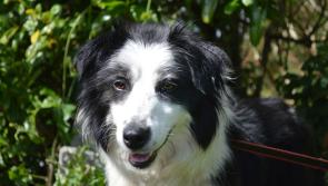 PETS’ CORNER August’s Mutt of the Month: Feather