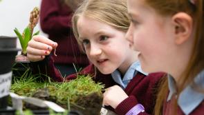 Davitt College students recognised at BT Young Scientist Awards