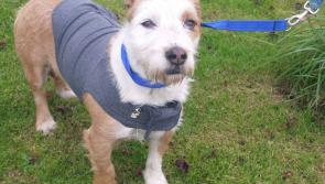 Meet December’s Mutt of the Month: Jacquie