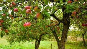 Seeds of success for growing fruit