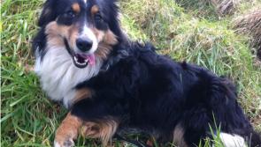 Meet March’s Mutt of the Month: Coach 