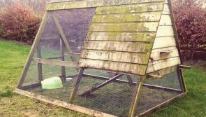 How to keep rabbits and guinea pigs happy