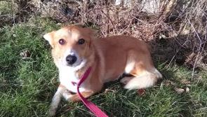 Meet April’s Mutt of the Month: Todd