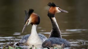 Imperilled by a prized pelt