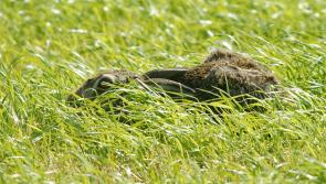 Lie still, lie still … run like the wind