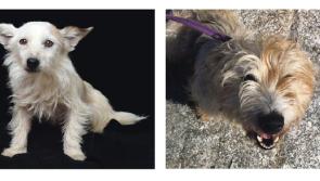 Meet May&rsquo;s Mutts of the Month: Patch and Scruff
