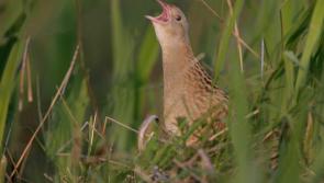 Doing his all for the corncrake’s call